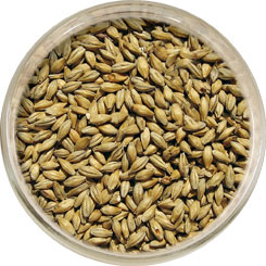 Product image for Honey Malt – Gambrinus Malting